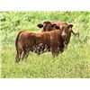 Image 5 : UXL Ranch - 740# Steer Calves - 85 Head (Millarville, AB)