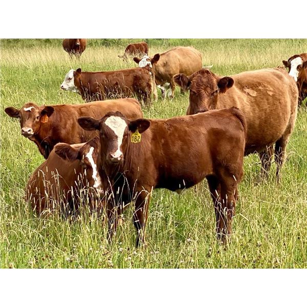 UXL Ranch - 650# Steer Calves - 100 Head (Millarville, AB)