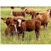 Image 1 : UXL Ranch - 650# Steer Calves - 100 Head (Millarville, AB)