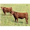 Image 2 : UXL Ranch - 650# Steer Calves - 100 Head (Millarville, AB)