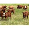 Image 3 : UXL Ranch - 650# Steer Calves - 100 Head (Millarville, AB)
