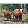 Image 4 : UXL Ranch - 650# Steer Calves - 100 Head (Millarville, AB)