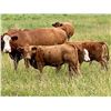 Image 5 : UXL Ranch - 650# Steer Calves - 100 Head (Millarville, AB)