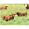 Image 6 : UXL Ranch - 650# Steer Calves - 100 Head (Millarville, AB)