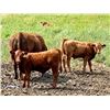 Image 7 : UXL Ranch - 650# Steer Calves - 100 Head (Millarville, AB)