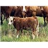 Image 8 : UXL Ranch - 650# Steer Calves - 100 Head (Millarville, AB)