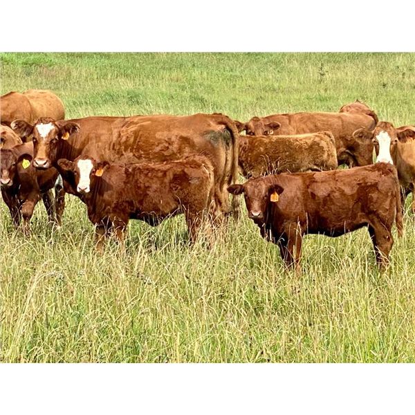 UXL Ranch - 650# Heifer Calves - 90 Head (Millarville, AB)