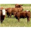 Image 3 : UXL Ranch - 650# Heifer Calves - 90 Head (Millarville, AB)