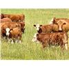 Image 6 : UXL Ranch - 650# Heifer Calves - 90 Head (Millarville, AB)