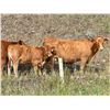 Image 7 : UXL Ranch - 650# Heifer Calves - 90 Head (Millarville, AB)