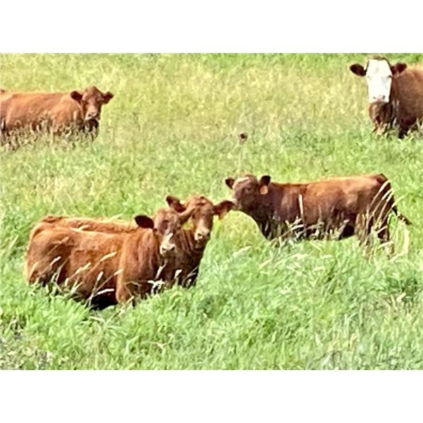 UXL Ranch - 570# Heifer Calves - 110 Head (Millarville, AB)