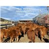 Image 7 : UXL Ranch - 570# Heifer Calves - 110 Head (Millarville, AB)