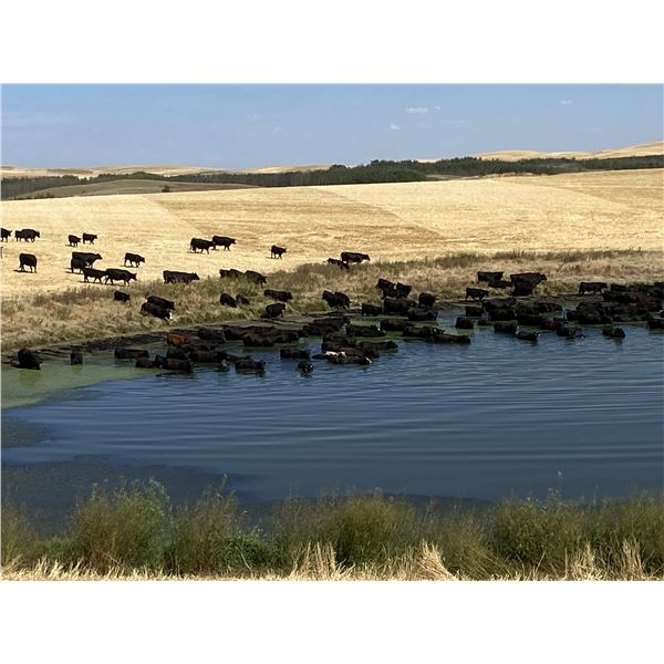 Starland Colony  - 725# Steer Calves - 115 Head (Morrin, AB)