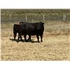 Image 3 : Starland Colony  - 725# Steer Calves - 115 Head (Morrin, AB)