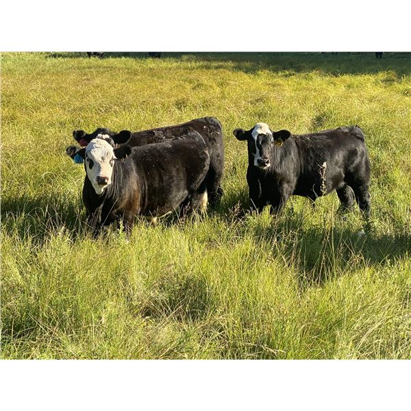 Gordy, Chance & Amanda Whittemore - 720# Steer Calves - 85 Head (Trochu, AB)