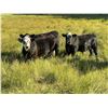 Image 1 : Gordy, Chance & Amanda Whittemore - 720# Steer Calves - 85 Head (Trochu, AB)