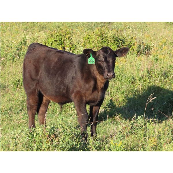 Marsh Ranches Ltd. - 710# Steer Calves - 170 Head (Southey, SK)