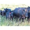Image 2 : Marsh Ranches Ltd. - 710# Steer Calves - 170 Head (Southey, SK)