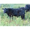 Image 3 : Marsh Ranches Ltd. - 710# Steer Calves - 170 Head (Southey, SK)