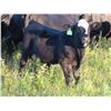 Image 4 : Marsh Ranches Ltd. - 710# Steer Calves - 170 Head (Southey, SK)