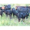 Image 5 : Marsh Ranches Ltd. - 710# Steer Calves - 170 Head (Southey, SK)