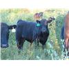 Image 6 : Marsh Ranches Ltd. - 710# Steer Calves - 170 Head (Southey, SK)