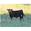 Image 7 : Marsh Ranches Ltd. - 710# Steer Calves - 170 Head (Southey, SK)