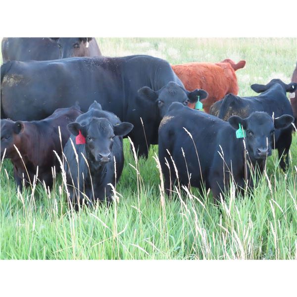 Marsh Ranches Ltd. - 635# Steer Calves - 95 Head (Southey, SK)