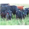 Image 1 : Marsh Ranches Ltd. - 635# Steer Calves - 95 Head (Southey, SK)