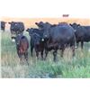 Image 2 : Marsh Ranches Ltd. - 635# Steer Calves - 95 Head (Southey, SK)
