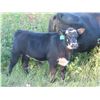 Image 3 : Marsh Ranches Ltd. - 635# Steer Calves - 95 Head (Southey, SK)