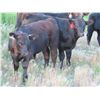 Image 4 : Marsh Ranches Ltd. - 635# Steer Calves - 95 Head (Southey, SK)