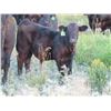 Image 5 : Marsh Ranches Ltd. - 635# Steer Calves - 95 Head (Southey, SK)