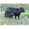Image 6 : Marsh Ranches Ltd. - 635# Steer Calves - 95 Head (Southey, SK)