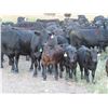 Image 7 : Marsh Ranches Ltd. - 635# Steer Calves - 95 Head (Southey, SK)