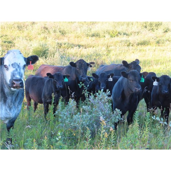 Marsh Ranches Ltd. - 600# Heifer Calves - 200 Head (Southey, SK)