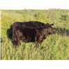 Image 3 : Marsh Ranches Ltd. - 600# Heifer Calves - 200 Head (Southey, SK)
