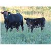 Image 4 : Marsh Ranches Ltd. - 600# Heifer Calves - 200 Head (Southey, SK)