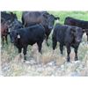 Image 5 : Marsh Ranches Ltd. - 600# Heifer Calves - 200 Head (Southey, SK)