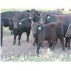 Image 6 : Marsh Ranches Ltd. - 600# Heifer Calves - 200 Head (Southey, SK)
