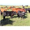 Image 10 : Les Marsh/Marsh Farms Ltd. - 700# Steer Calves - 180 Head (Southey, SK)