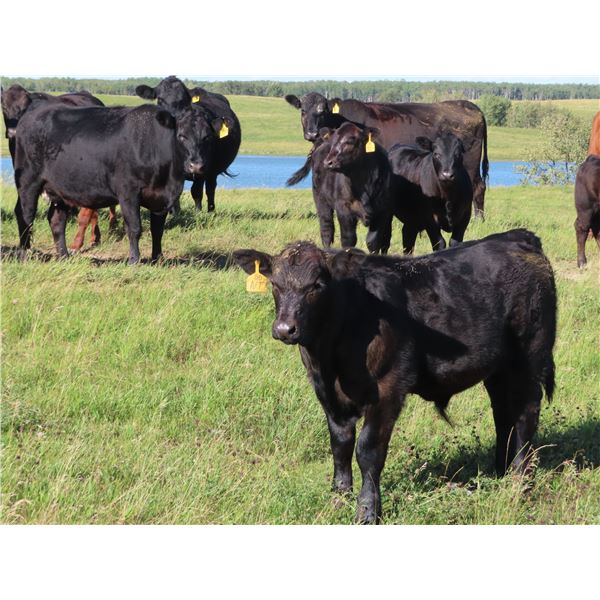 Les Marsh/Marsh Farms Ltd. - 700# Steer Calves - 180 Head (Southey, SK)