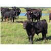 Image 1 : Les Marsh/Marsh Farms Ltd. - 700# Steer Calves - 180 Head (Southey, SK)