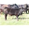Image 2 : Les Marsh/Marsh Farms Ltd. - 700# Steer Calves - 180 Head (Southey, SK)