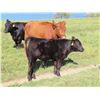 Image 3 : Les Marsh/Marsh Farms Ltd. - 700# Steer Calves - 180 Head (Southey, SK)