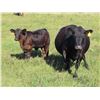 Image 4 : Les Marsh/Marsh Farms Ltd. - 700# Steer Calves - 180 Head (Southey, SK)