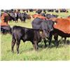 Image 5 : Les Marsh/Marsh Farms Ltd. - 700# Steer Calves - 180 Head (Southey, SK)