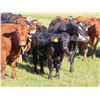 Image 6 : Les Marsh/Marsh Farms Ltd. - 700# Steer Calves - 180 Head (Southey, SK)