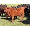 Image 7 : Les Marsh/Marsh Farms Ltd. - 700# Steer Calves - 180 Head (Southey, SK)