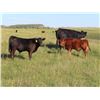Image 8 : Les Marsh/Marsh Farms Ltd. - 700# Steer Calves - 180 Head (Southey, SK)